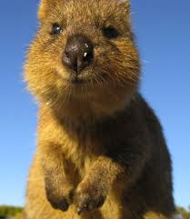 Illustration for article titled I want a Quokka